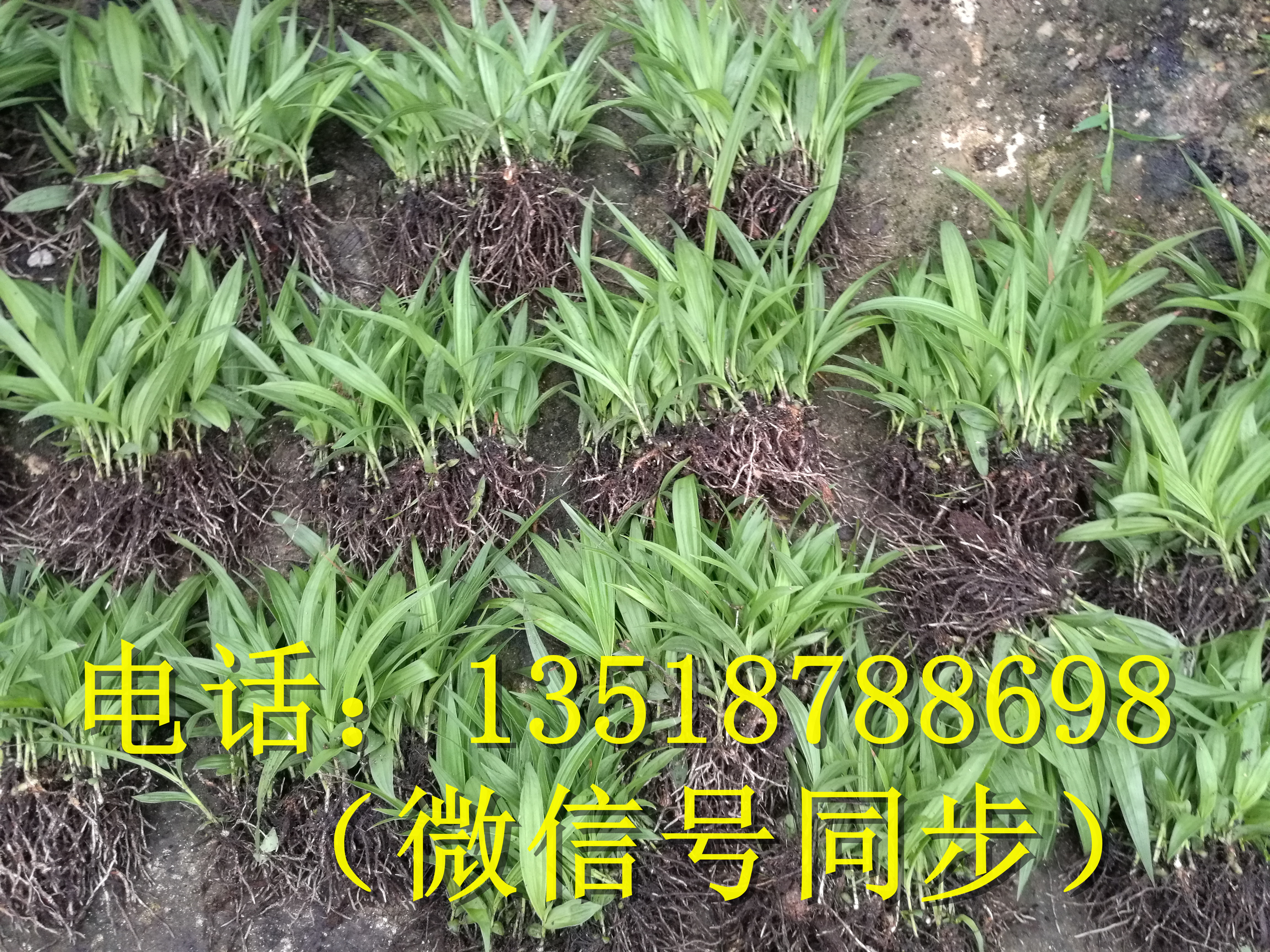 思茅曲靖白花白芨種子_ 白芨種子種植基地_云南白芨種子