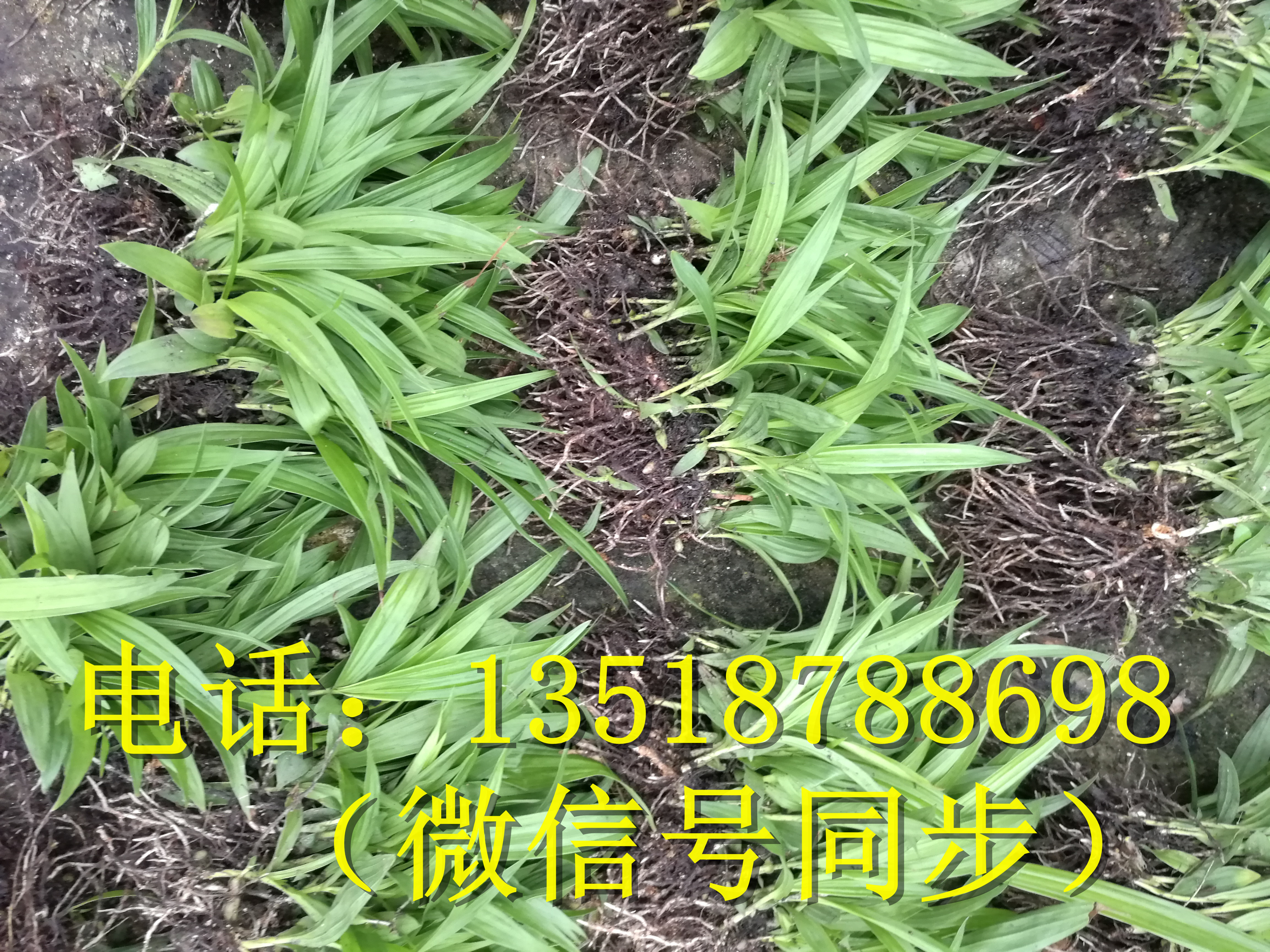 白芨組培苗\白芨組培苗培育技術(shù)\白芨組培苗方法