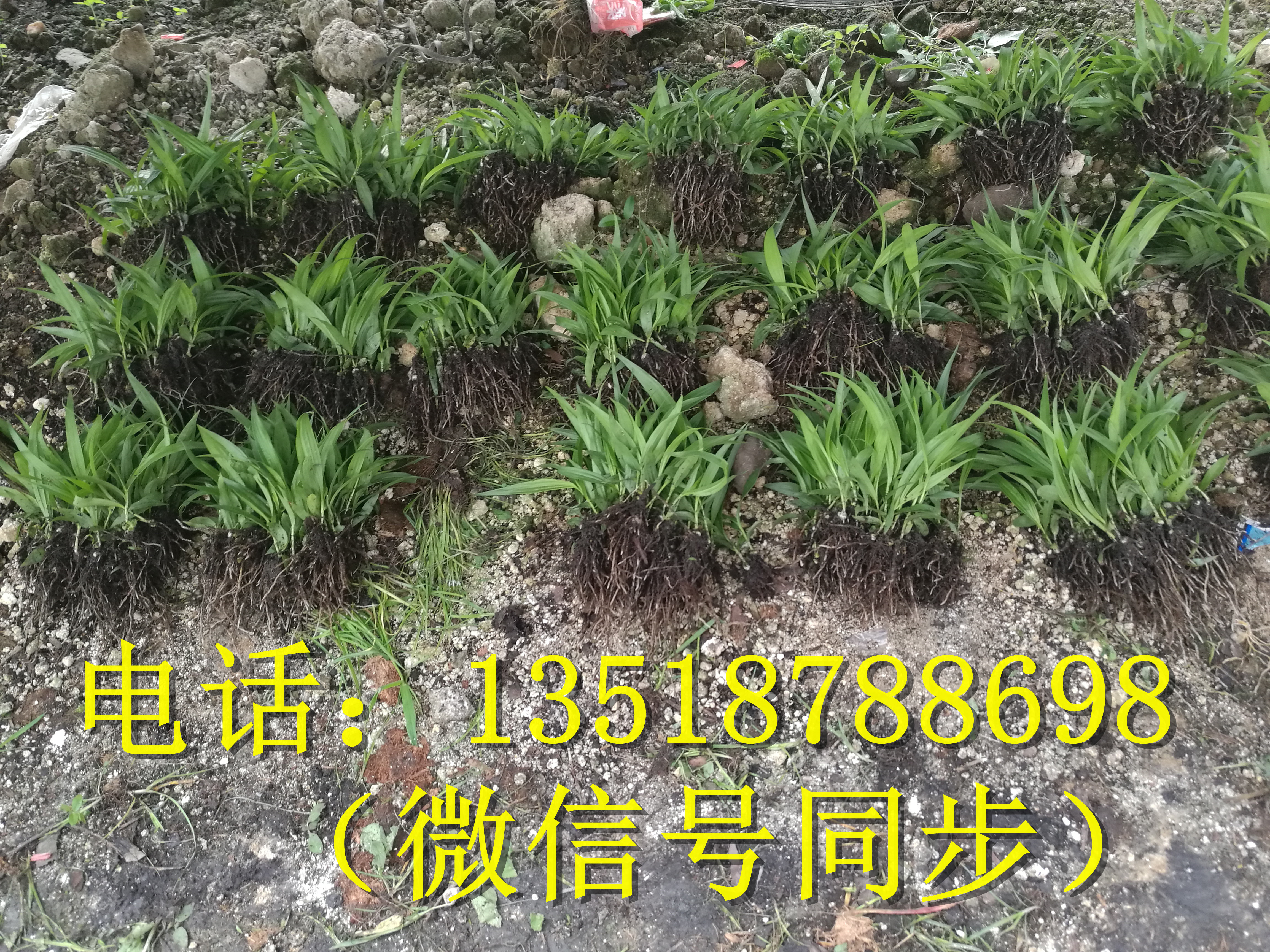 中藥白及種苗、中藥白及種苗價格、中藥白及種苗培育技術(shù)