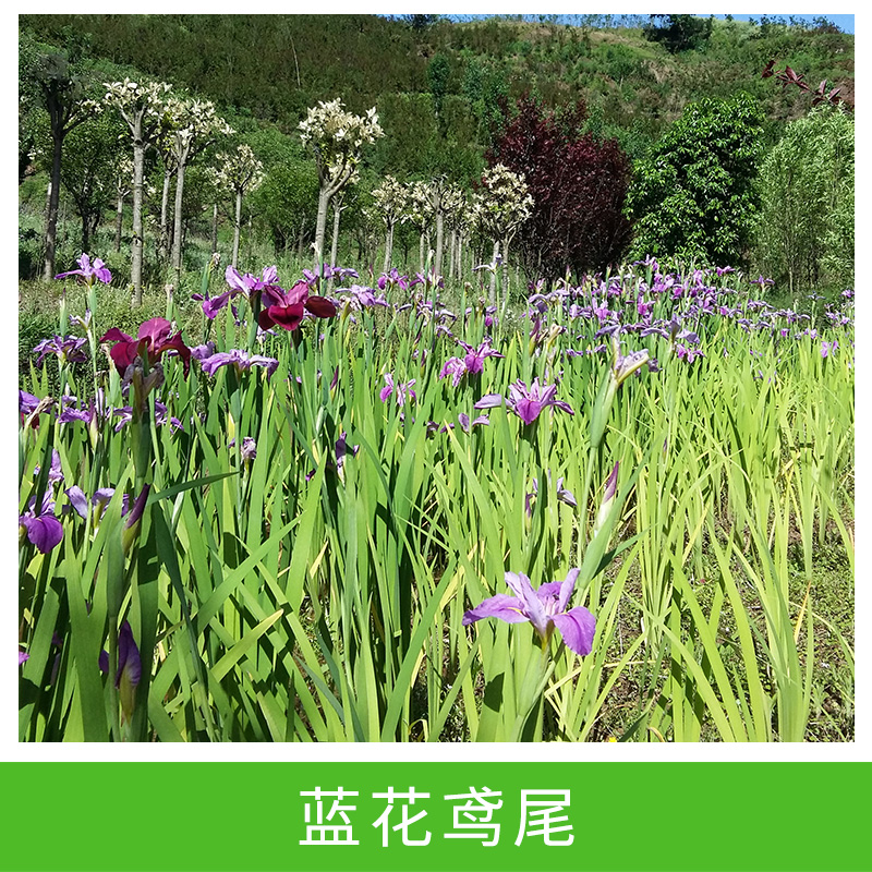 藍(lán)花鳶尾 四季常綠不落葉 庭院陽臺盆栽觀賞花境美化
