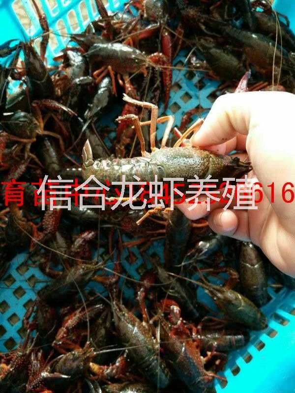 小龍蝦種蝦淡水小龍蝦苗蝦仔