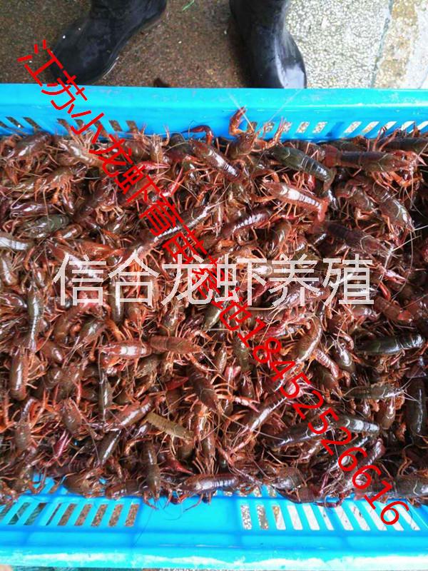 小龍蝦種蝦淡水小龍蝦苗蝦仔