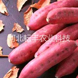 湖南煙薯14紅薯批發(fā)價 湘潭煙薯14紅薯行情