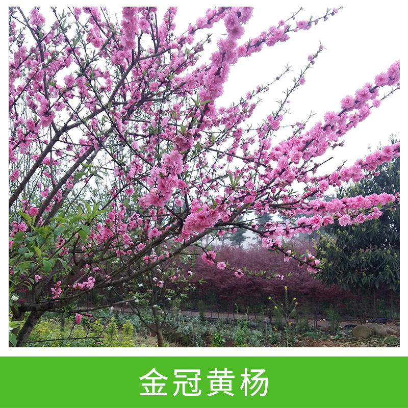 大量供應(yīng)優(yōu)質(zhì) 金冠黃楊 小苗 *廠家直銷栽培供應(yīng)小苗盆栽