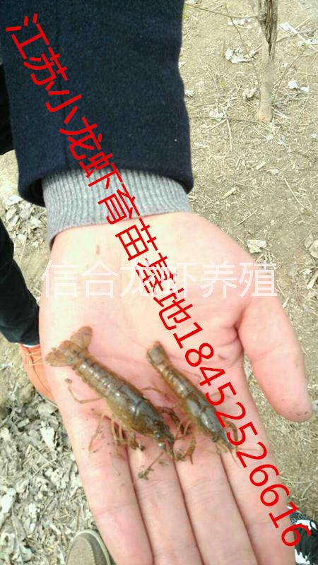 小龍蝦種蝦淡水小龍蝦苗蝦仔