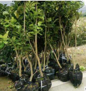 大量出售三紅柚子苗 三紅蜜柚苗供應(yīng)商 柚子苗果樹苗批發(fā)