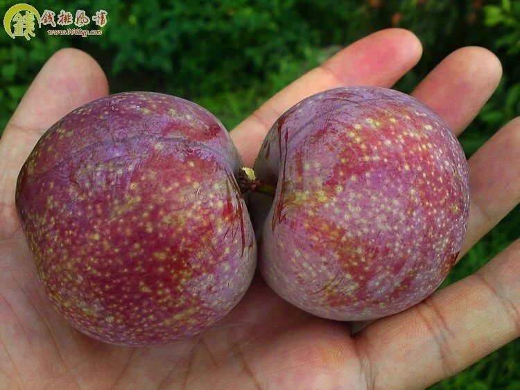 廣西三華李果苗 三華李果苗價(jià)格 三華李果苗哪家好 三華李果苗直銷