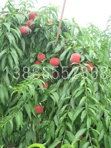 蘋(píng)果樹(shù)苗子 蘋(píng)果樹(shù)苗子廠家 富藤金果苗子 蘋(píng)果樹(shù)苗子供應(yīng)