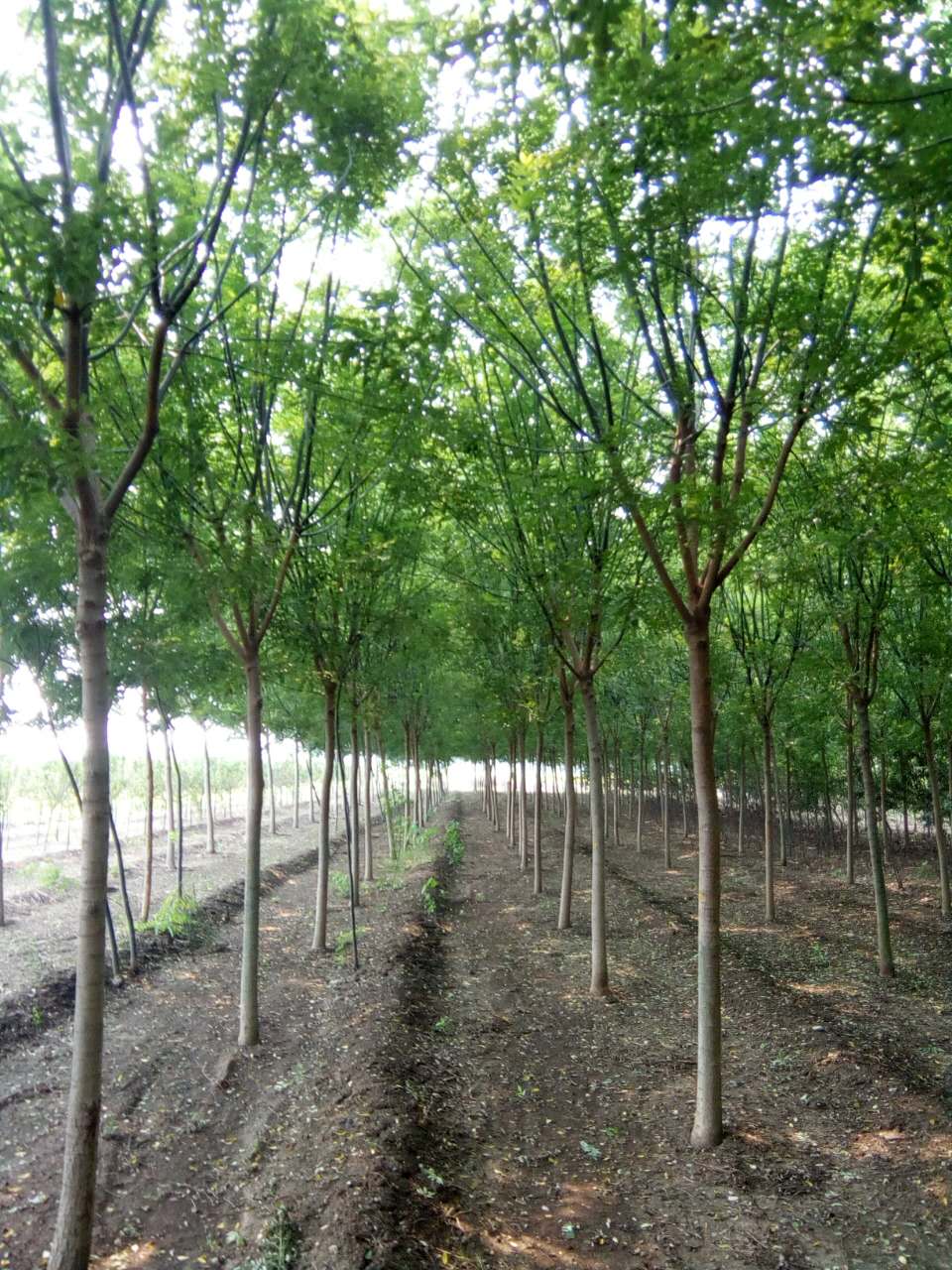 供應(yīng)國(guó)槐綠化行道樹(shù)苗、胸徑8公分粗、數(shù)量有限、歡迎來(lái)電咨詢