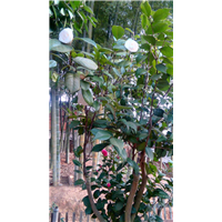 供應湖南嫁接茶花苗、批發(fā)湖南嫁接茶花苗、直銷湖南嫁接茶花苗