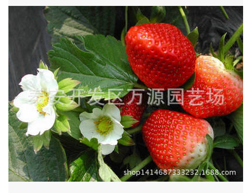 優(yōu)質(zhì)草莓苗 軸承自銷草莓樹(shù)苗  草莓樹(shù)苗 供應(yīng)商草莓樹(shù)苗 廠家草莓樹(shù)苗 批發(fā)