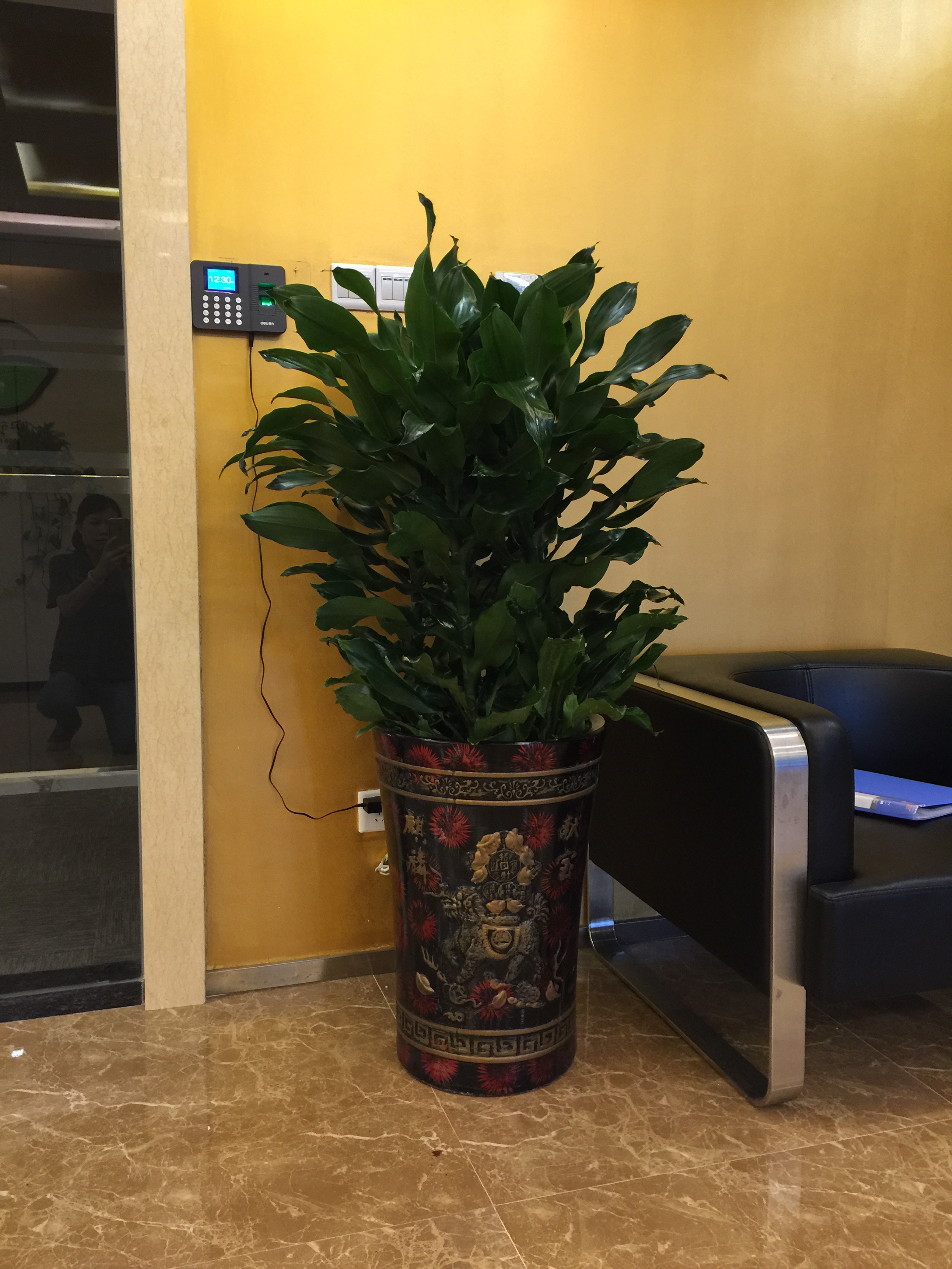 室內(nèi)綠化植物出租 廣州租花服務(wù)， 巴西木銷售，巴西木室內(nèi)盆栽租擺