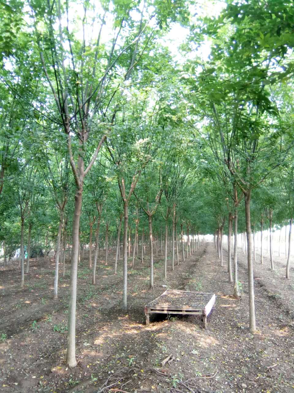 黃金槐批發(fā) 黃槐 槐樹 金枝國槐 綠化工程黃金槐小苗規(guī)格齊全批發(fā)