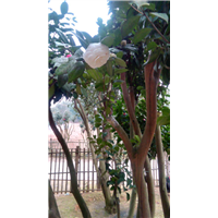 湖南茶花苗。批發(fā)茶花苗。茶花苗價(jià)格