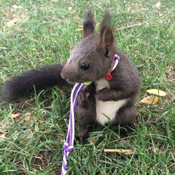 東營(yíng)地區(qū)哪里有賣(mài)魔王*的  東營(yíng)魔王*哪里有賣(mài)的