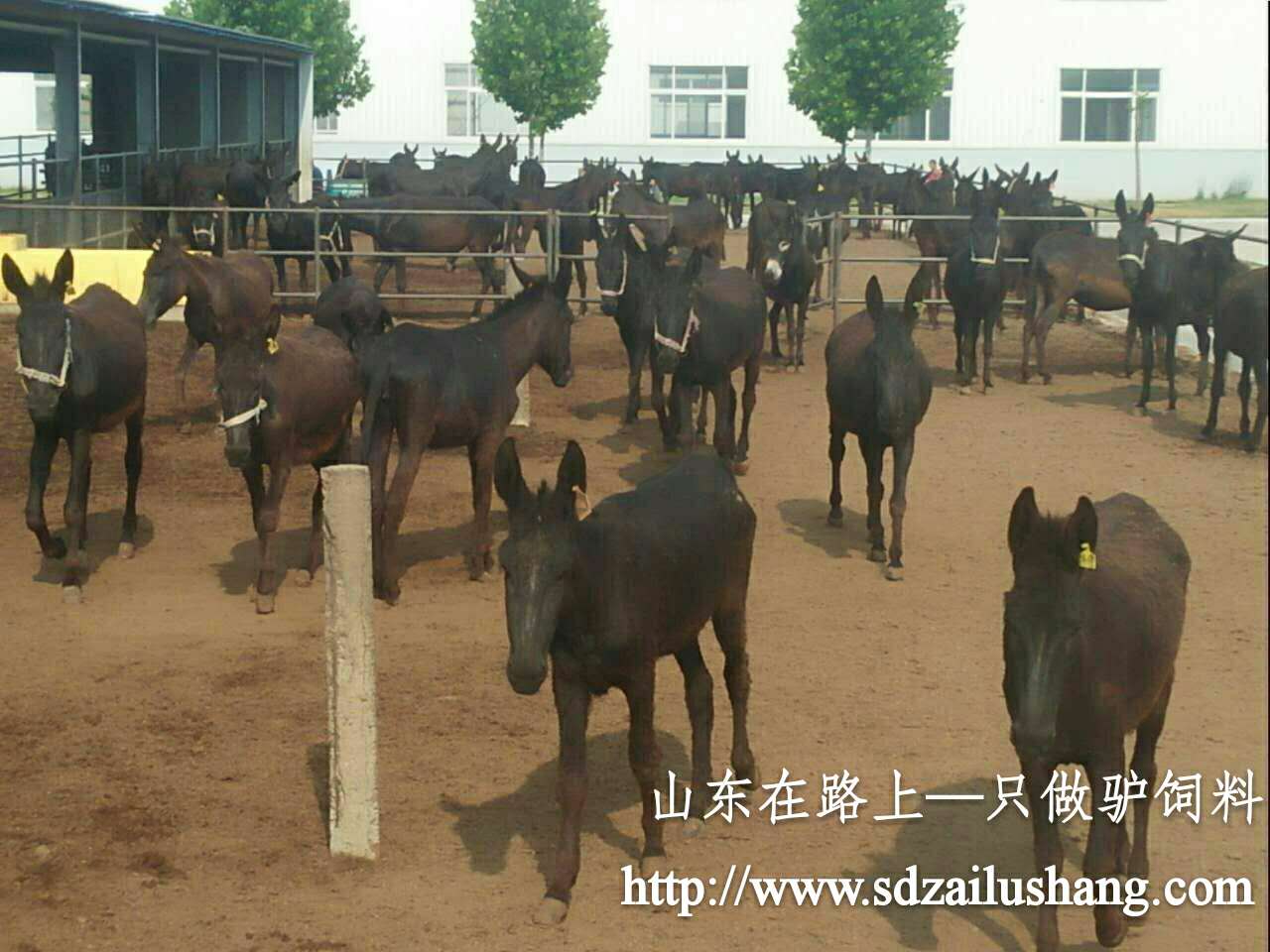 滄州驢飼料，母驢飼料，肉驢飼料
