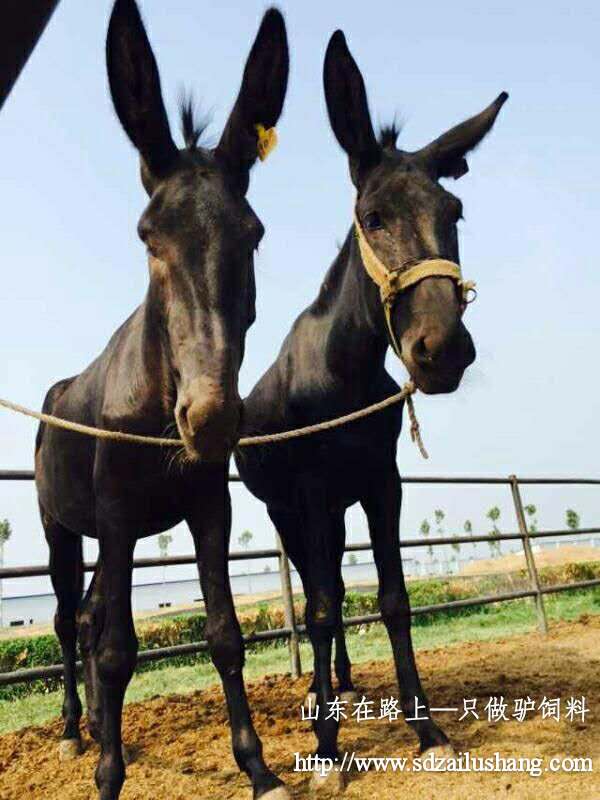 養(yǎng)殖肉驢致富的原因——在路上