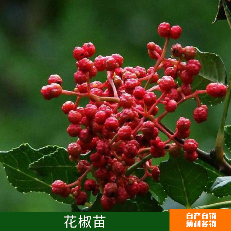 基地大量* 大紅袍花椒苗出售  品種純正  現(xiàn)貨苗
