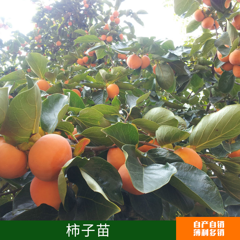 大量供應(yīng)柿子苗出售 果苗 嫁接果樹苗