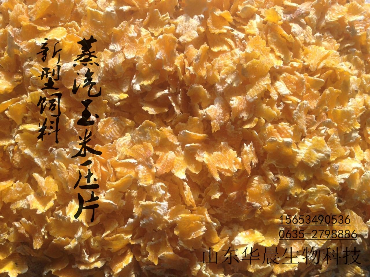 蒸汽壓片玉米 奶牛新型飼料