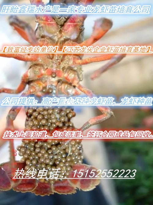 南通龍蝦苗在那里買求購小龍蝦苗