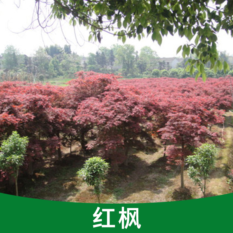 庭院綠化樹 嫁接紅楓小苗 綠化苗木