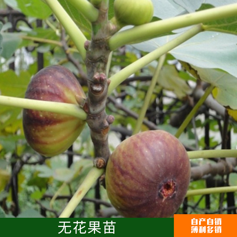 無花果苗盆栽 果樹苗日本紫果盆栽 地栽 果樹苗木 夏秋當年結(jié)果苗