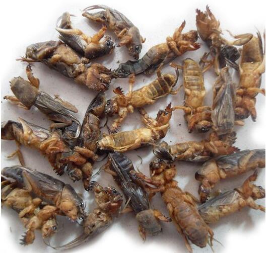 供應(yīng)干品蠐螬螻蛄