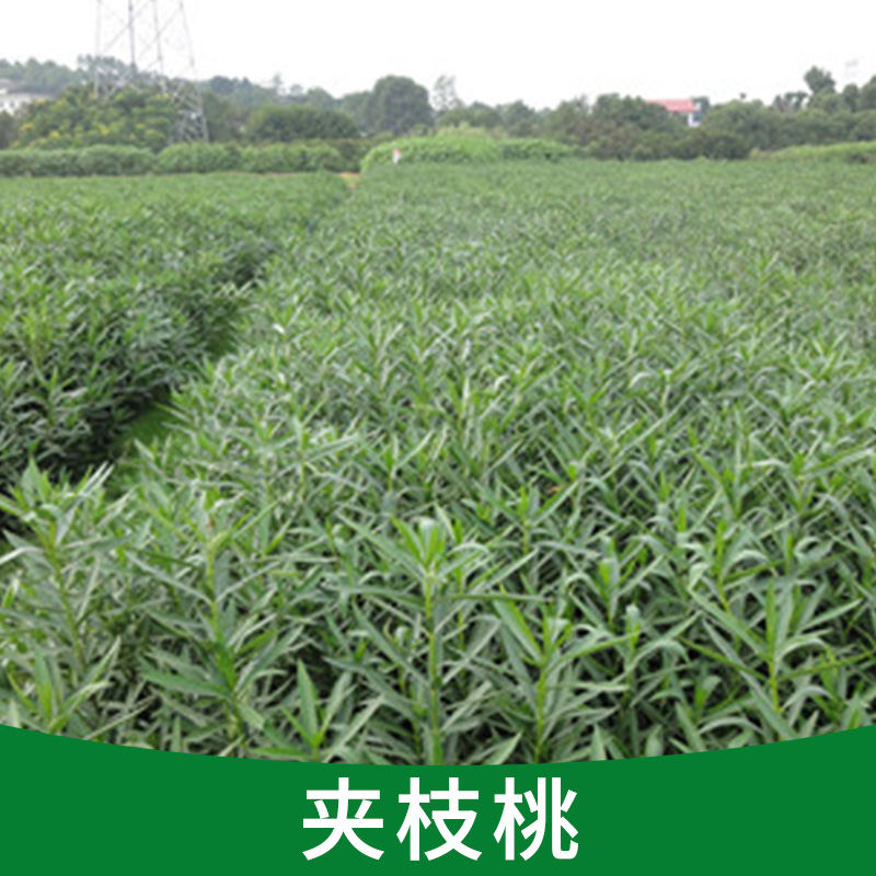 盆栽四季常青 紅色花 夾枝桃苗 凈化空氣 抗二手煙的危害辟邪植物