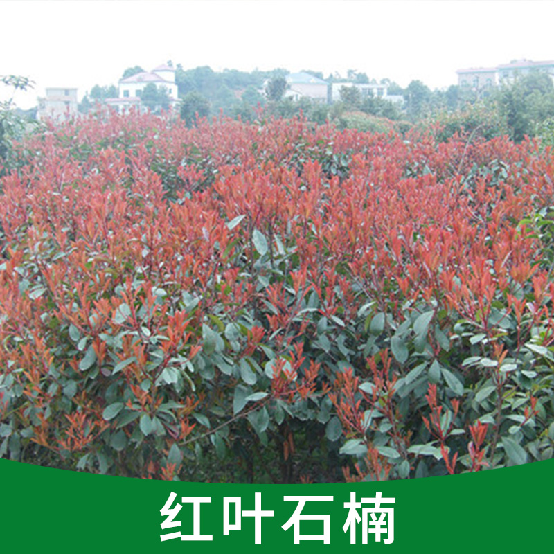 基地直銷綠化花卉 紅葉石楠樹(shù)優(yōu)質(zhì)苗圃園林綠化工程