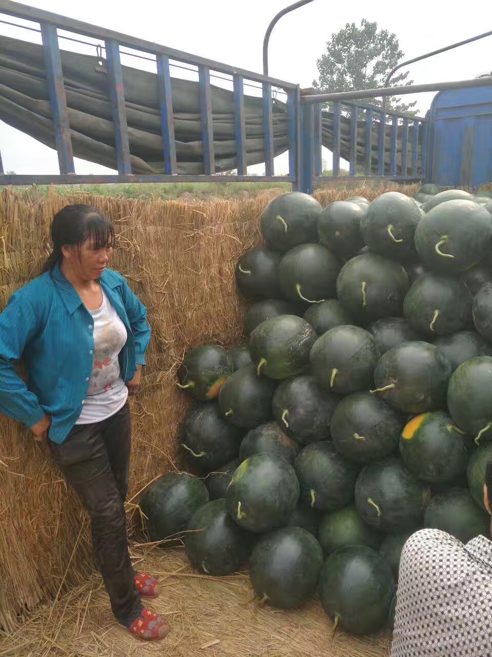 陜西西瓜價(jià)格 黑無子西瓜批發(fā)  西瓜基地 西瓜批發(fā)基地