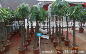 綠植租擺 單桿幸福樹 租擺 零售綠化租擺 辦公室綠化