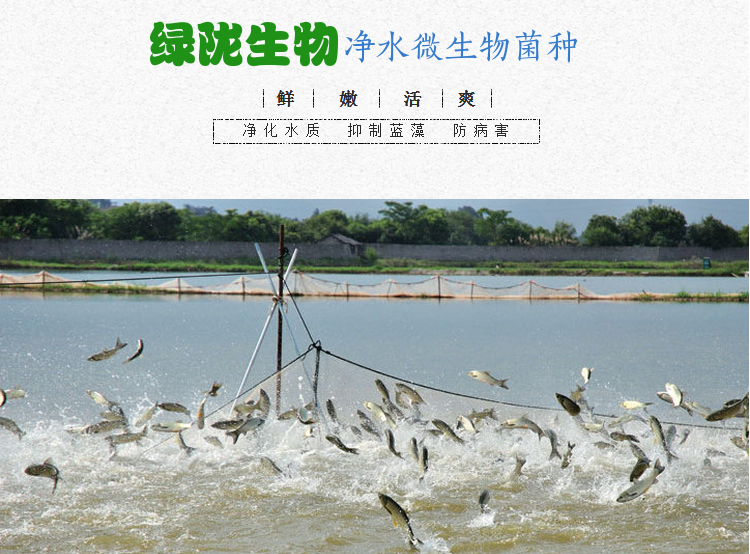 全國*綠隴生物凈水微生物菌劑 凈水微生物菌種