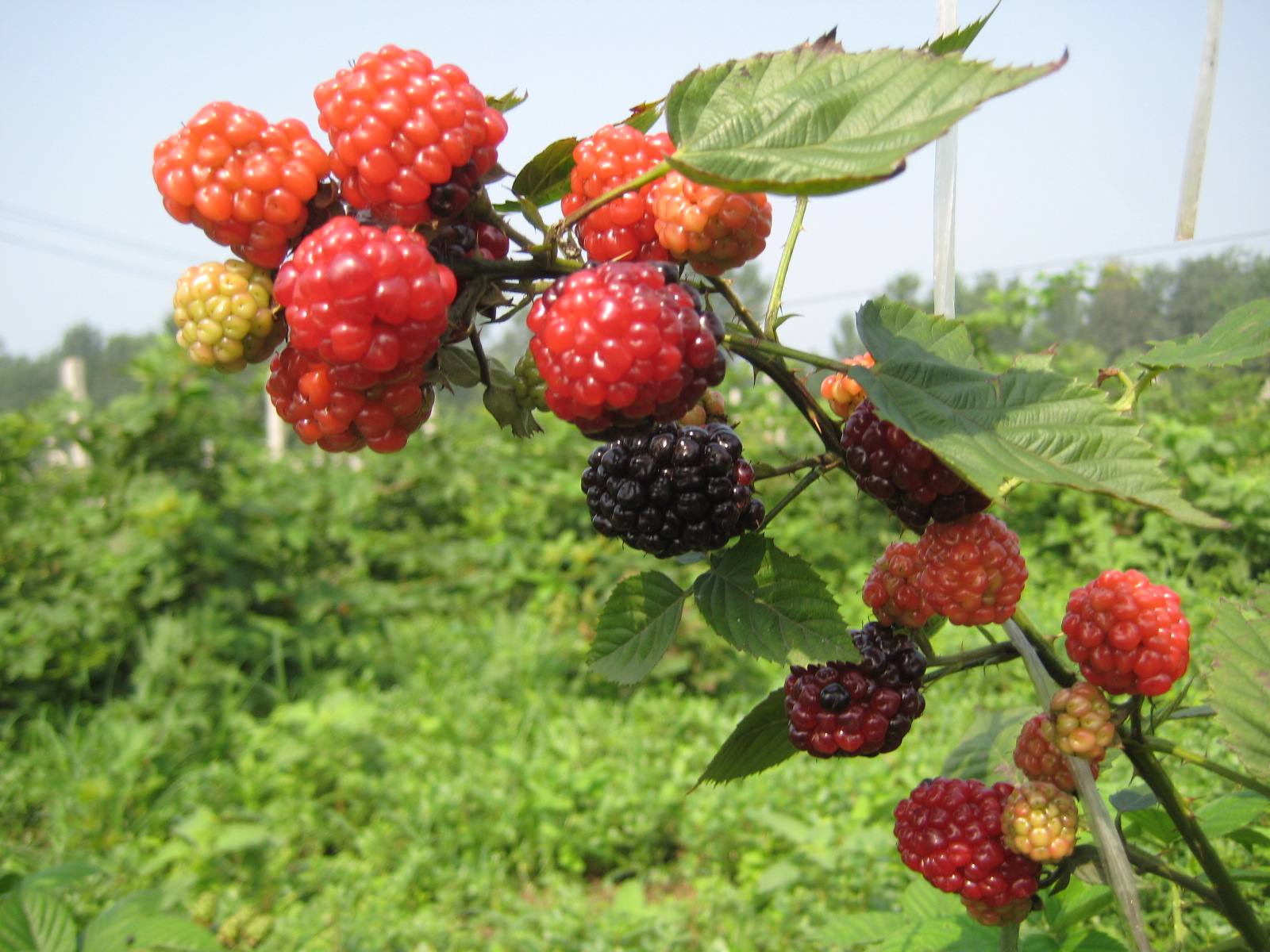 供進(jìn)口天然濃縮果汁，紅樹(shù)莓濃縮汁