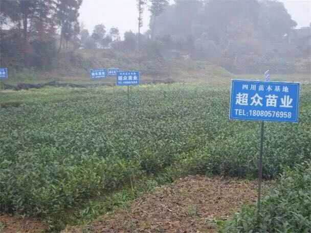 大葉茶苗，四川大葉種茶苗，大葉種扦插茶苗
