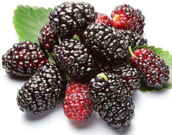 供進(jìn)口天然濃縮果汁，桑葚濃縮汁