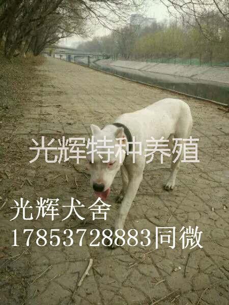 山東純血統(tǒng)杜高犬 杜高犬價格 杜高犬供應 杜高犬養(yǎng)殖場電話