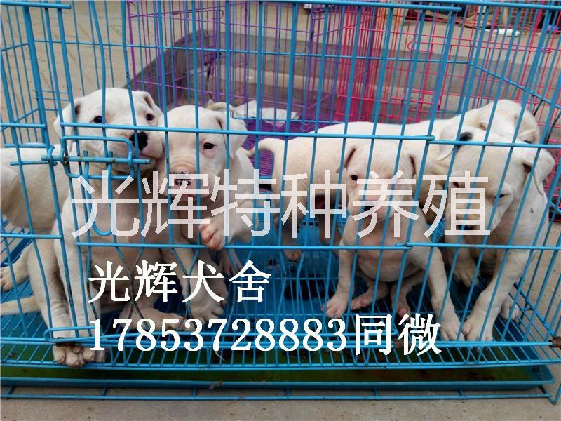 *杜高犬獵手好幫手 出售*杜高犬獵手好幫手