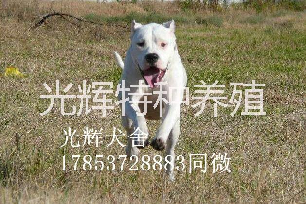 *杜高犬獵手好幫手 出售*杜高犬獵手好幫手