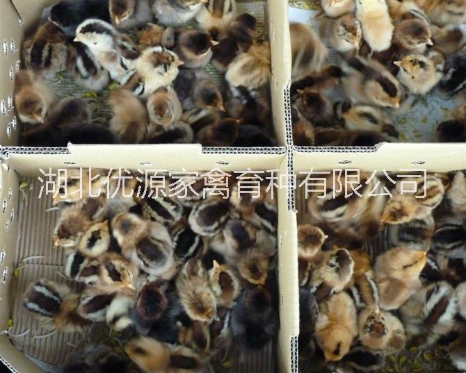 高產(chǎn)麻羽綠殼蛋雞苗 麻雞苗批發(fā) 就找湖北優(yōu)源家禽 包您滿意