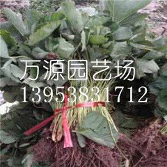 草莓苗章姬 草莓苗廠家 山東草莓苗 草莓苗批發(fā) 草莓苗產(chǎn)品 草莓苗直銷 草莓苗廠家電話 草莓苗直銷 草莓苗 四季草莓苗