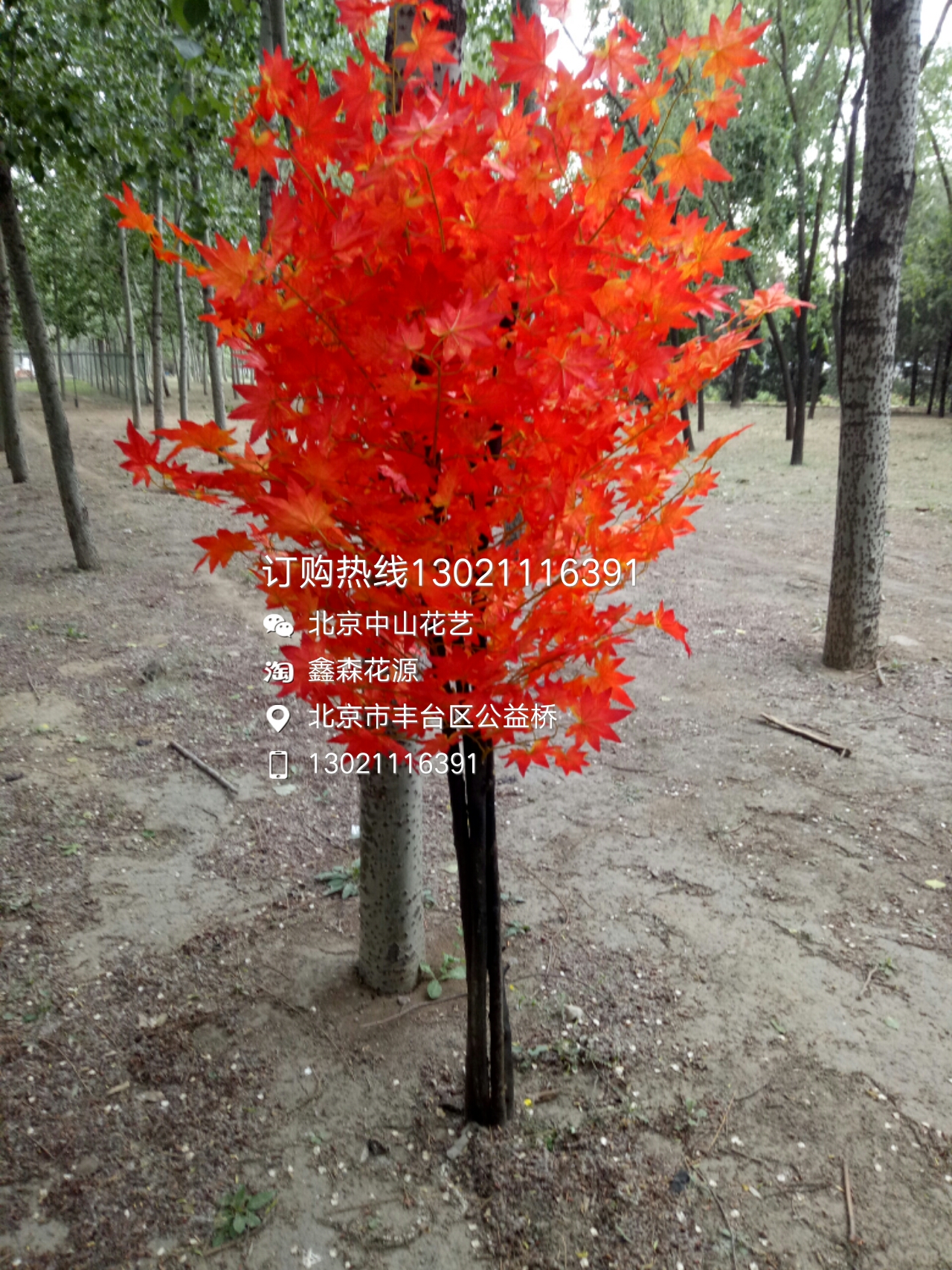 北京仿真金色榕樹定做人造假金錢樹  北京仿真樹定做廠家有限公司