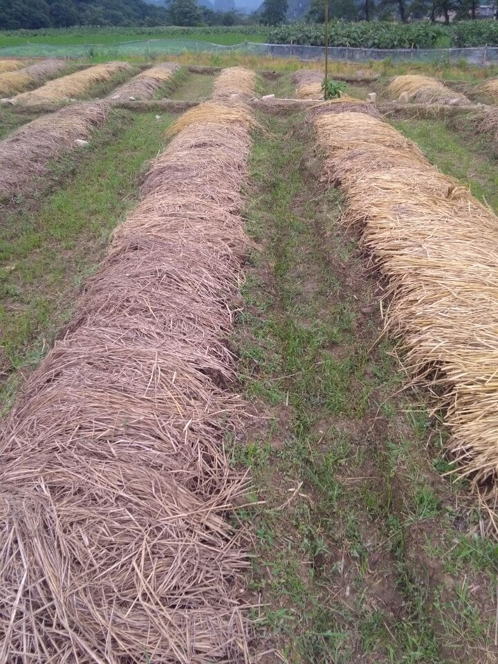 湖南蚯蚓糞報(bào)價(jià)|蚯蚓糞供應(yīng)商|蚯蚓糞批發(fā)價(jià)格