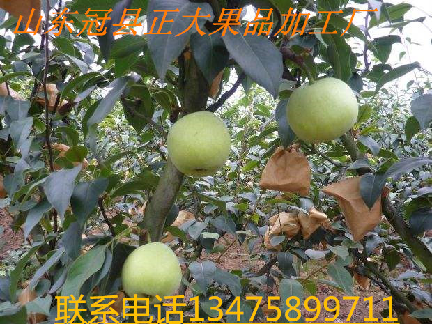 供應(yīng)綠寶石梨