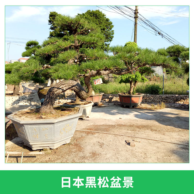 龍海九湖老兵園藝場(chǎng)供應(yīng)日本黑松盆景園林景觀樹進(jìn)口黑松造型盆栽