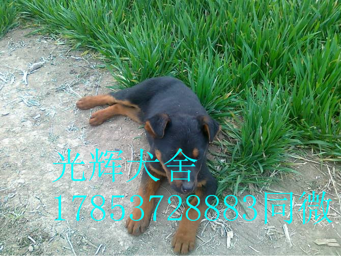 *萊州紅 大頭版大骨架 萊州紅價格 萊州紅多少錢 萊州紅養(yǎng)殖場