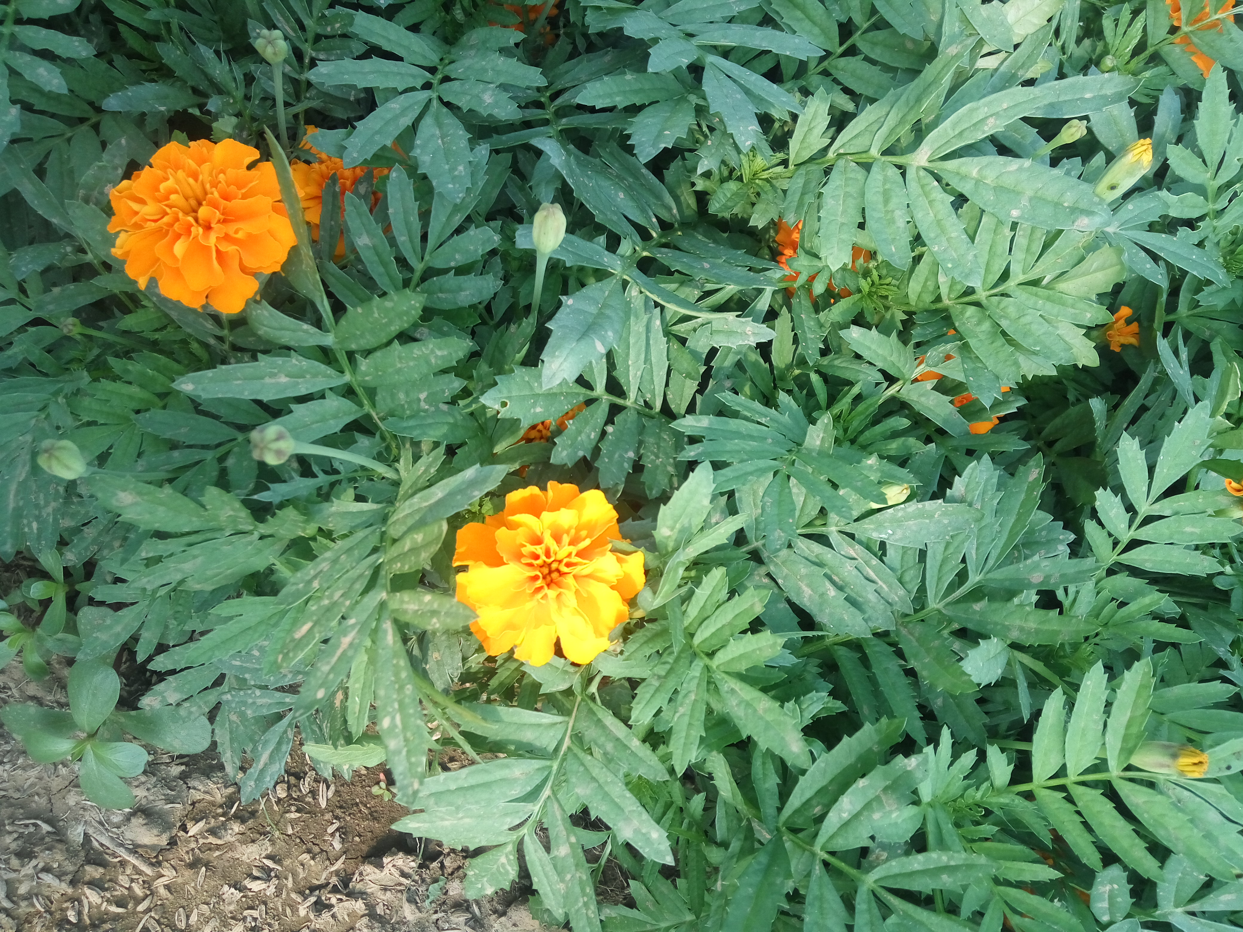 河南草花孔雀草批發(fā)，臨沂草花 草花孔雀草，牽牛，萬壽菊價(jià)格，草花基地，草花租擺，草花效果