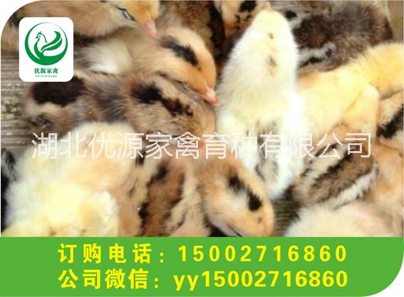 高產(chǎn)麻羽綠殼蛋雞苗 麻雞苗批發(fā) 就找湖北優(yōu)源家禽 包您滿意