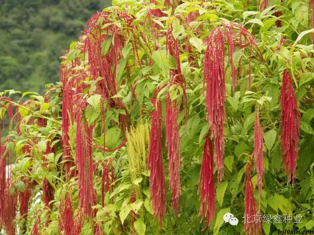 供應LVXIN牌尾穗莧花種