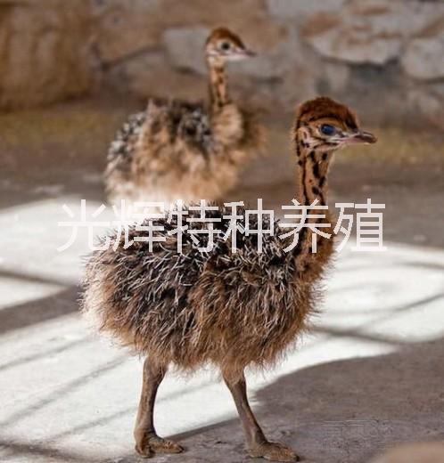 供應山東鴕鳥苗 鴕鳥苗多少錢 鴕鳥苗養(yǎng)殖場 鴕鳥蛋價格 鴕鳥苗報